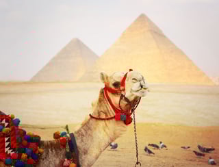 Camel with Pyramids in background