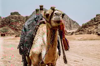 Camel with saddle in Egyptian desert