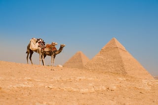 Camels near pyramids in Egypt Camels near pyramids in Egypt