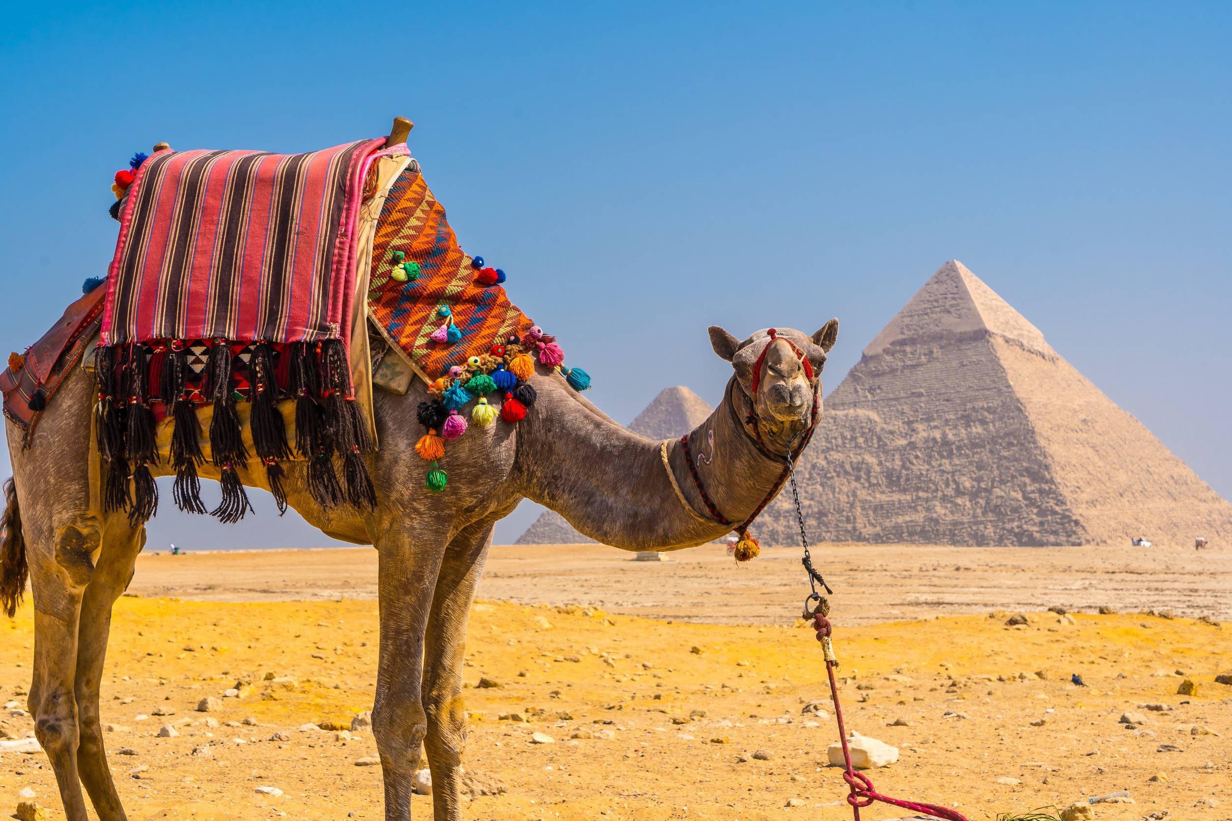 https egypt eta com images a beautiful camel in the pyramids of giza the oldest funerary monument in the world cairo