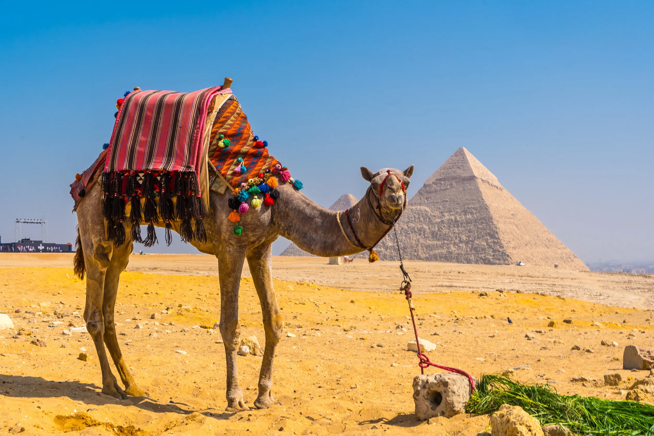https egypt eta com images a beautiful camel in the pyramids of giza the oldest funerary monument in the world in the