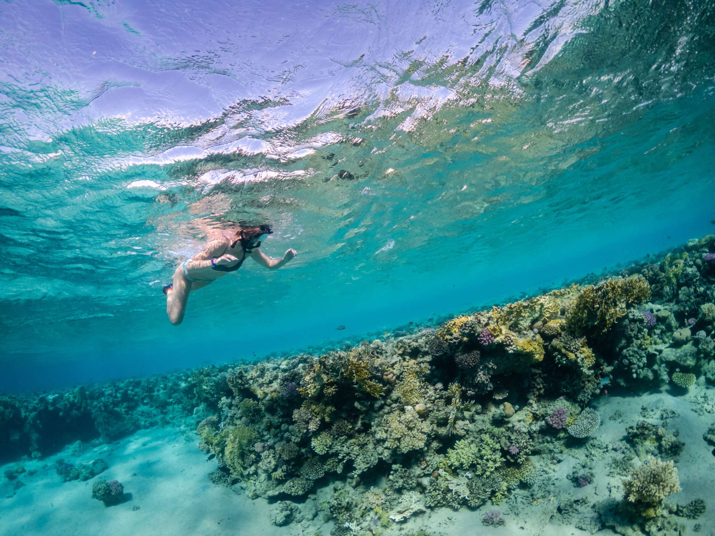 A Young Woman Snorkelling Through The Red Sea