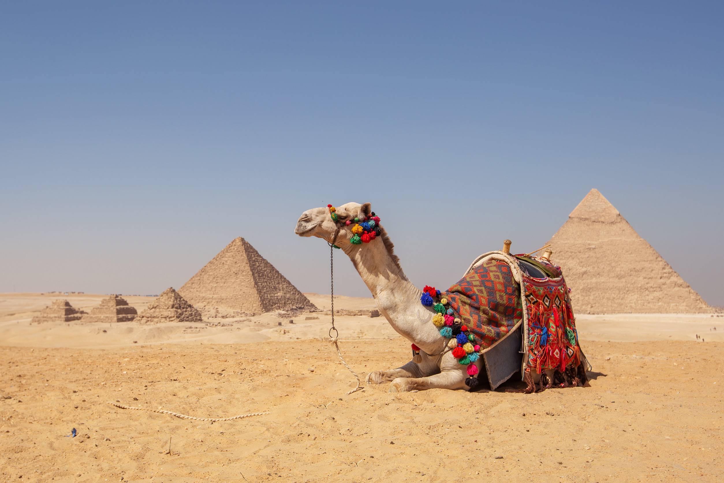 https egypt eta com images beautiful camel on a background of pyramid