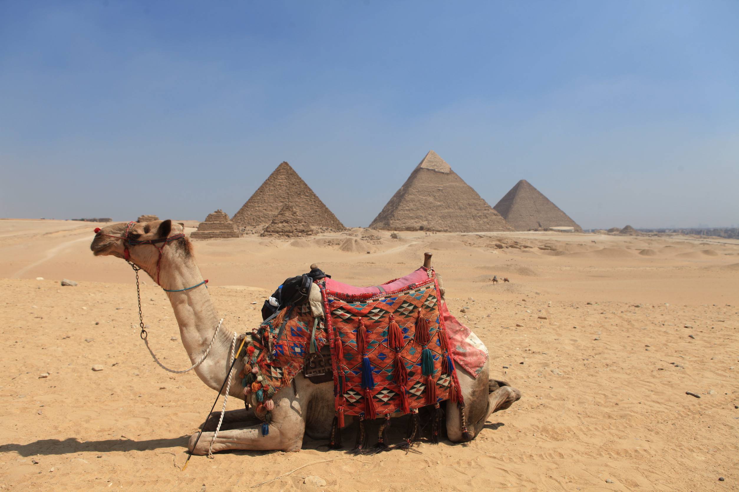 https egypt eta com images camel at pyramid egypt