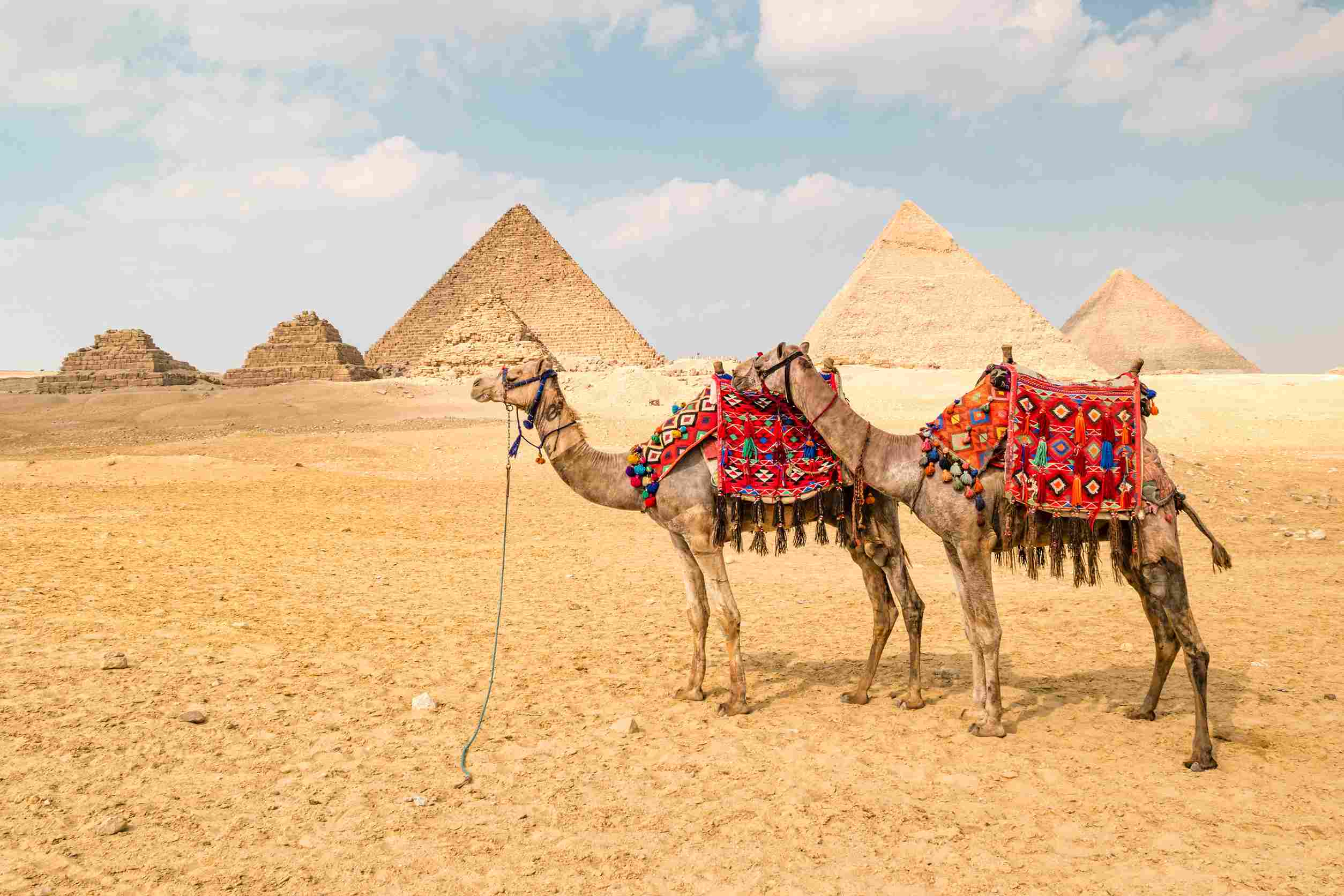 https egypt eta com images camel in front of the pyramids in giza egy