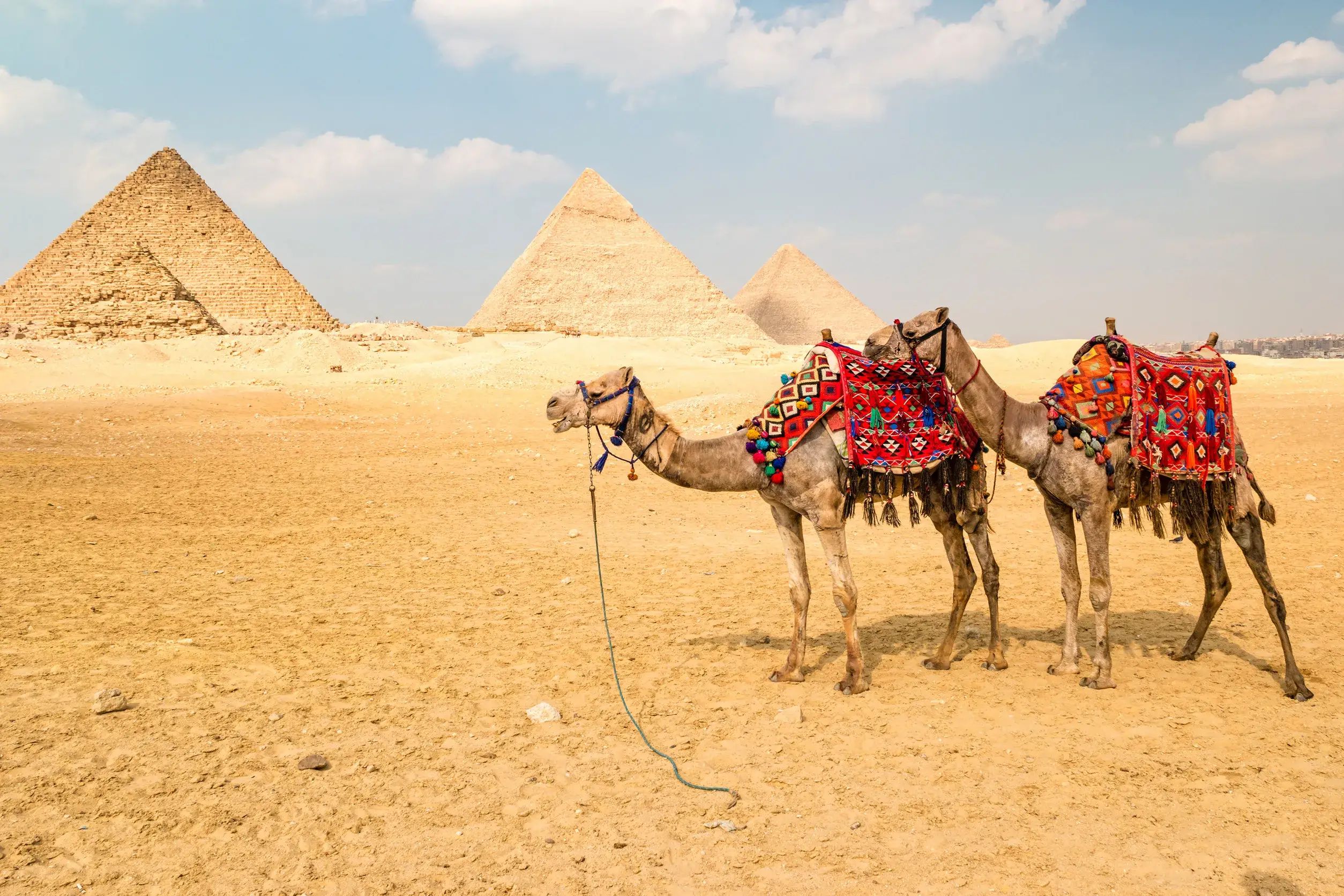 https egypt eta com images camel in front of the pyramids in giza egypt