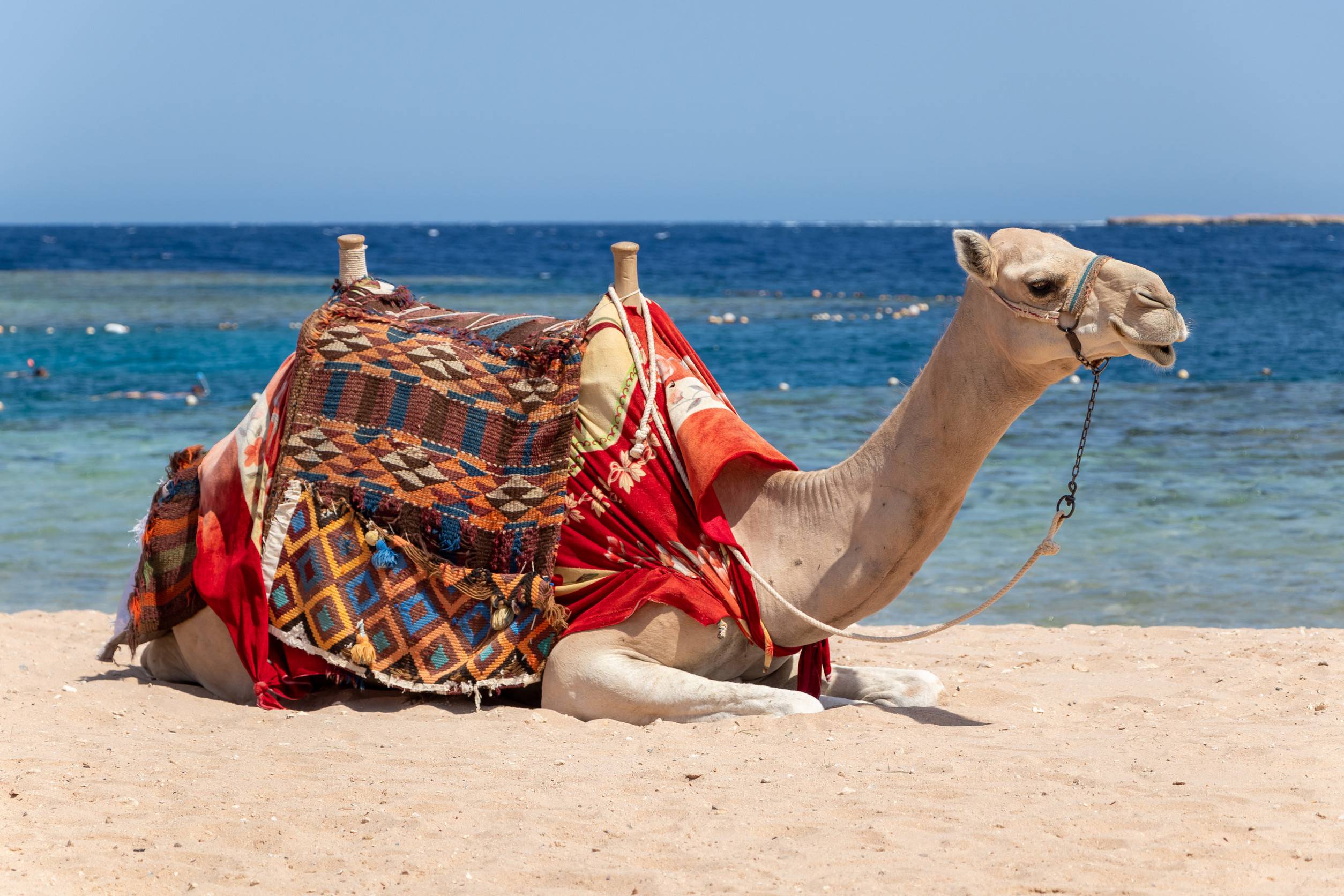 Camel Is Sitting At Egyptian Beach Beautiful Blue Sea And Sky Egyp