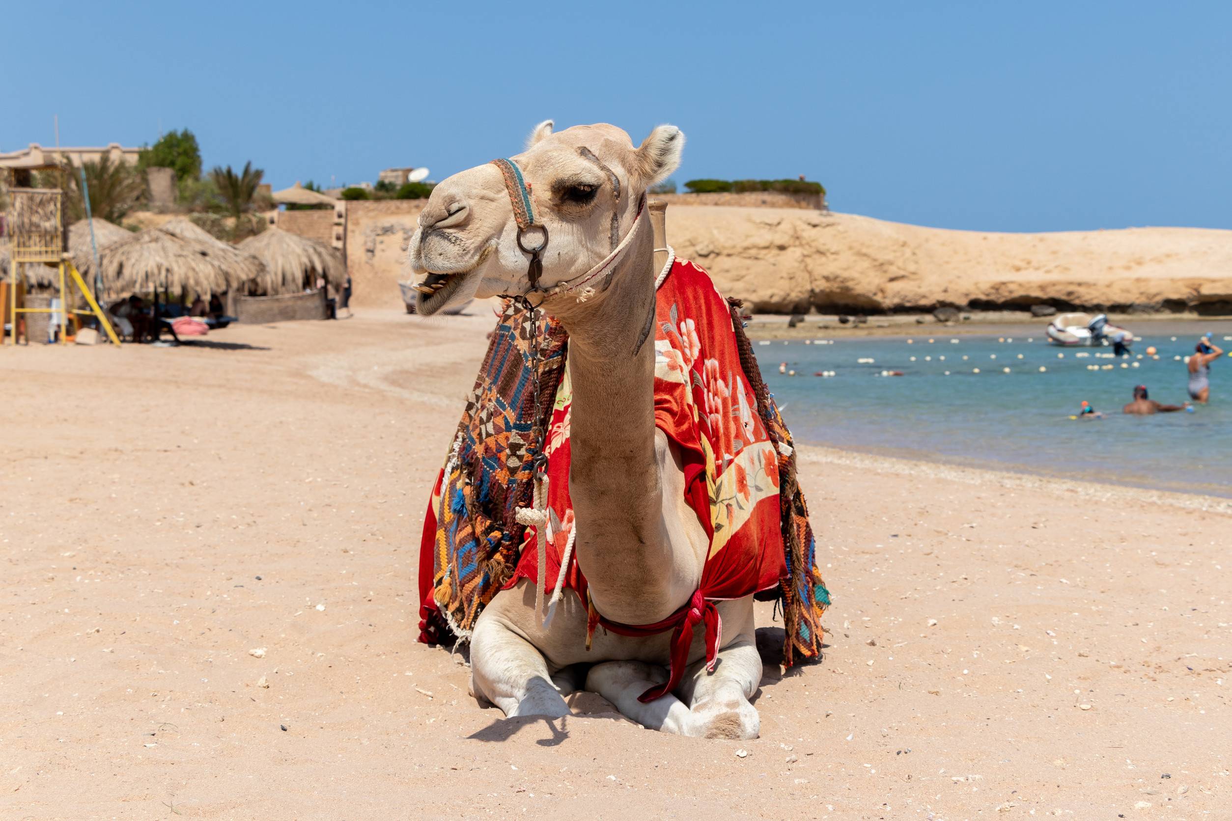 Camel Is Sitting At Egyptian Beach Beautiful Blue Sea And Sky Egypt