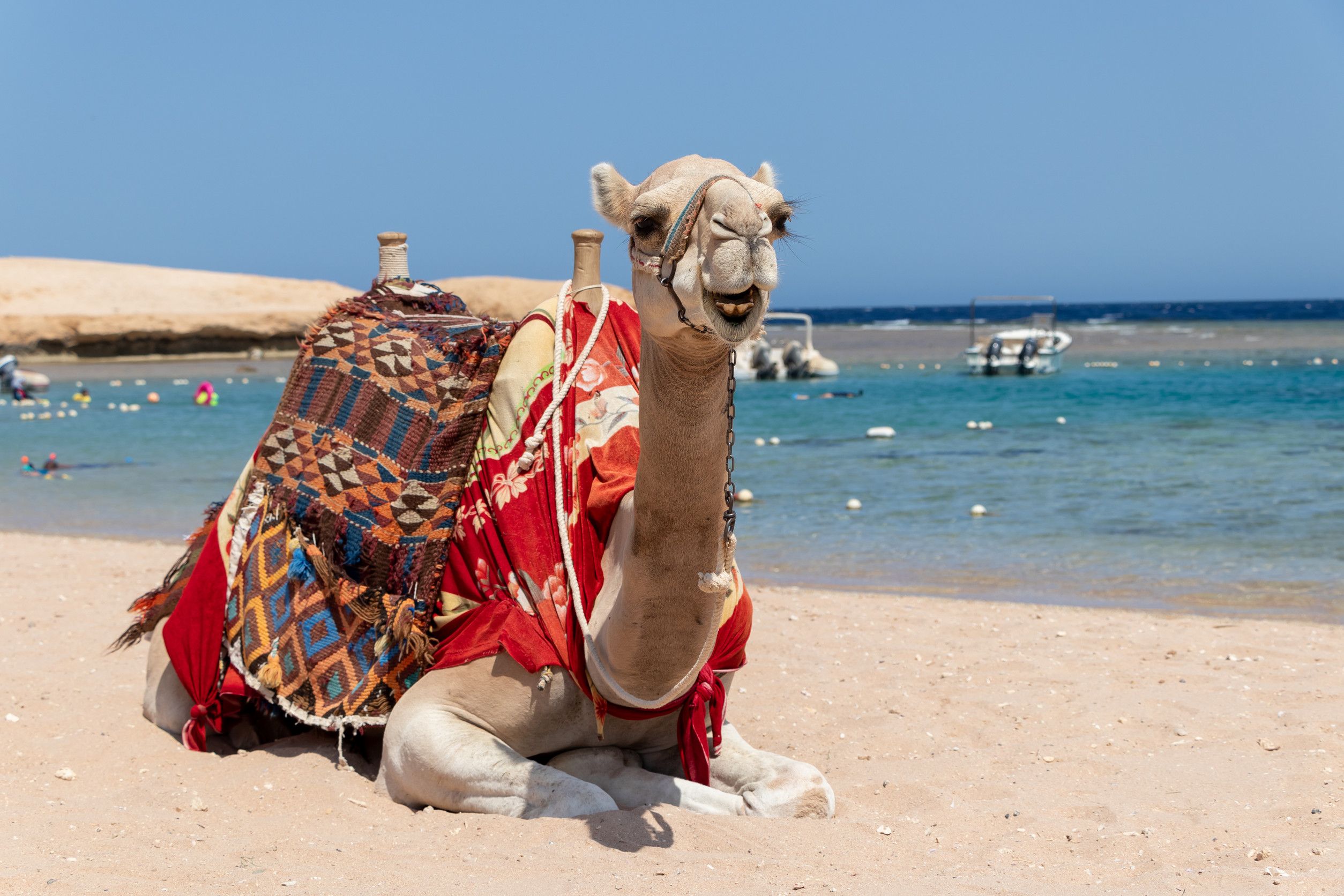 Camel Is Sitting At Egyptian Beach Sharm El Naga Beautiful Blue Sea And Sk