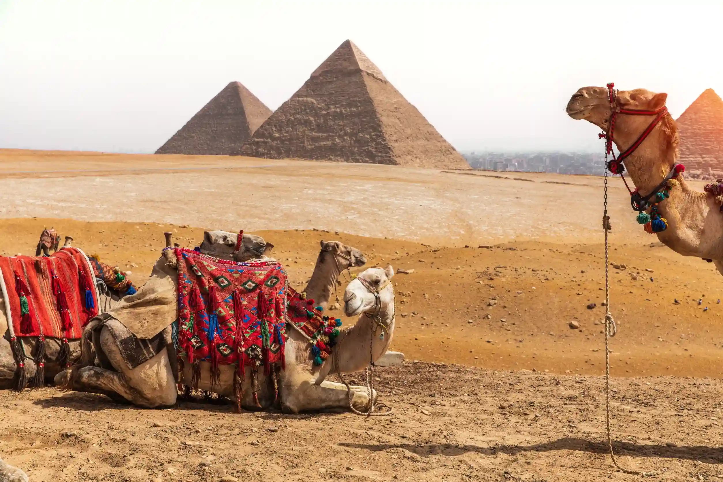 https egypt eta com images camels and the pyramids giza desert egypt