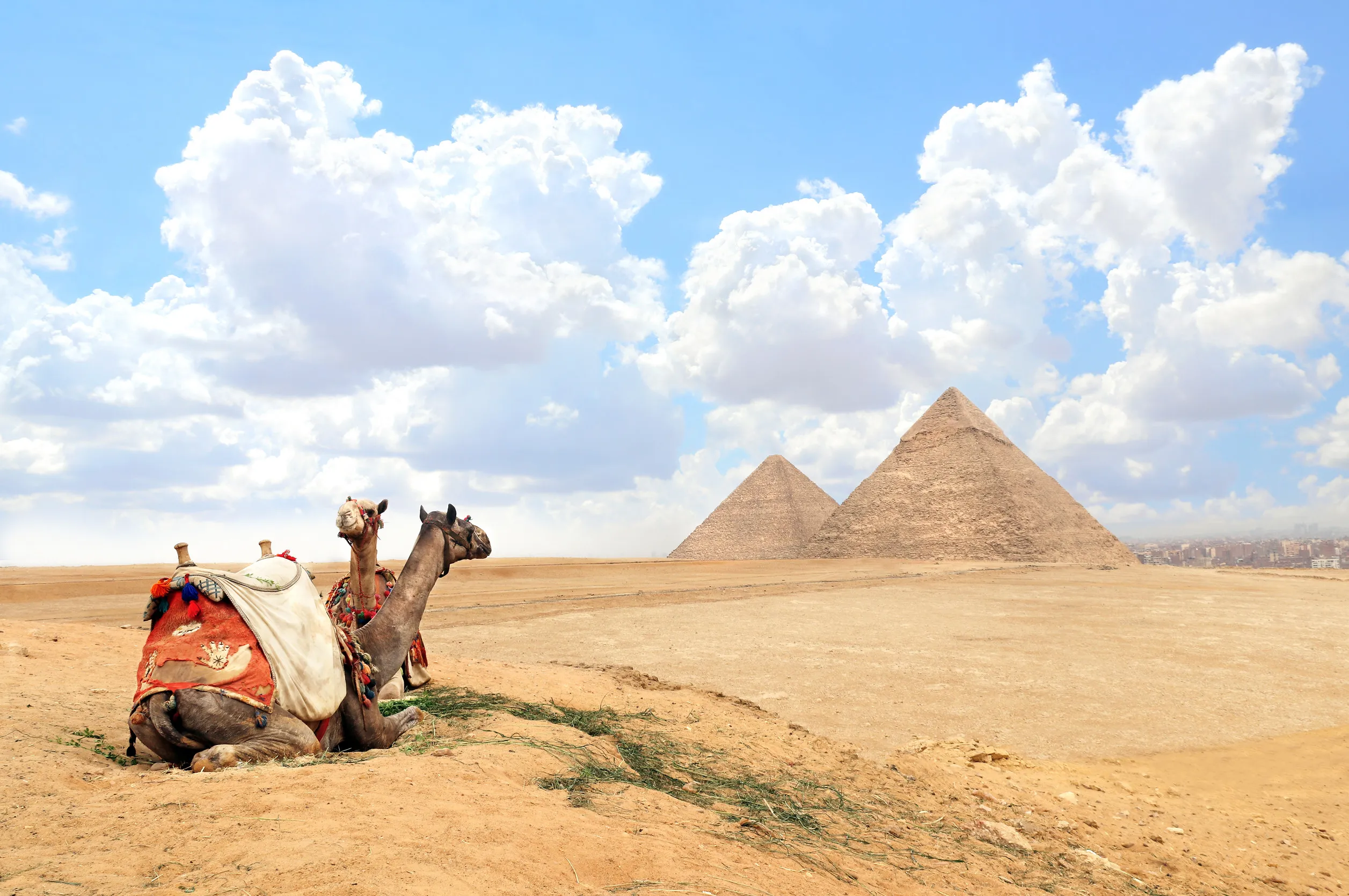 https egypt eta com images camels in a colorful horse clothes resting on the sand near to pyramids giza cairo egypt