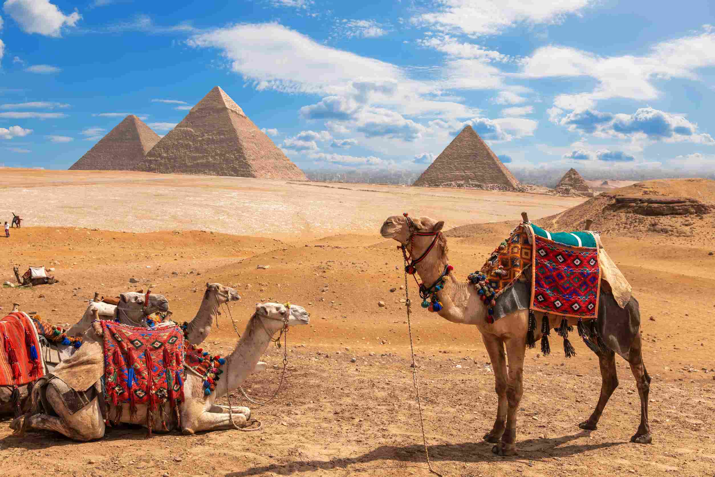 https egypt eta com images camels on a halt near the three pyramids of giza
