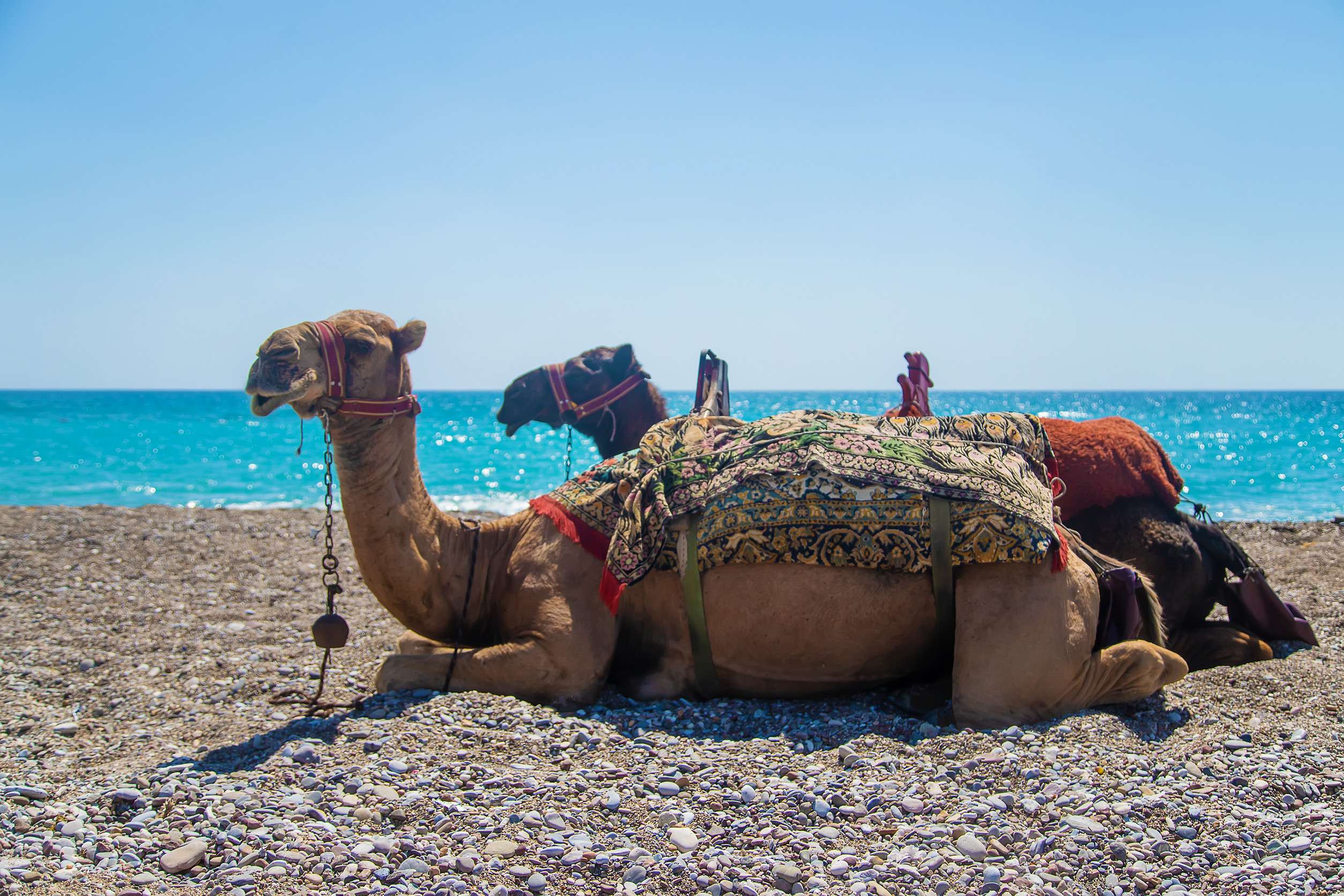 Camels On The Coast Of The Desert Sea Selective Focus Natur