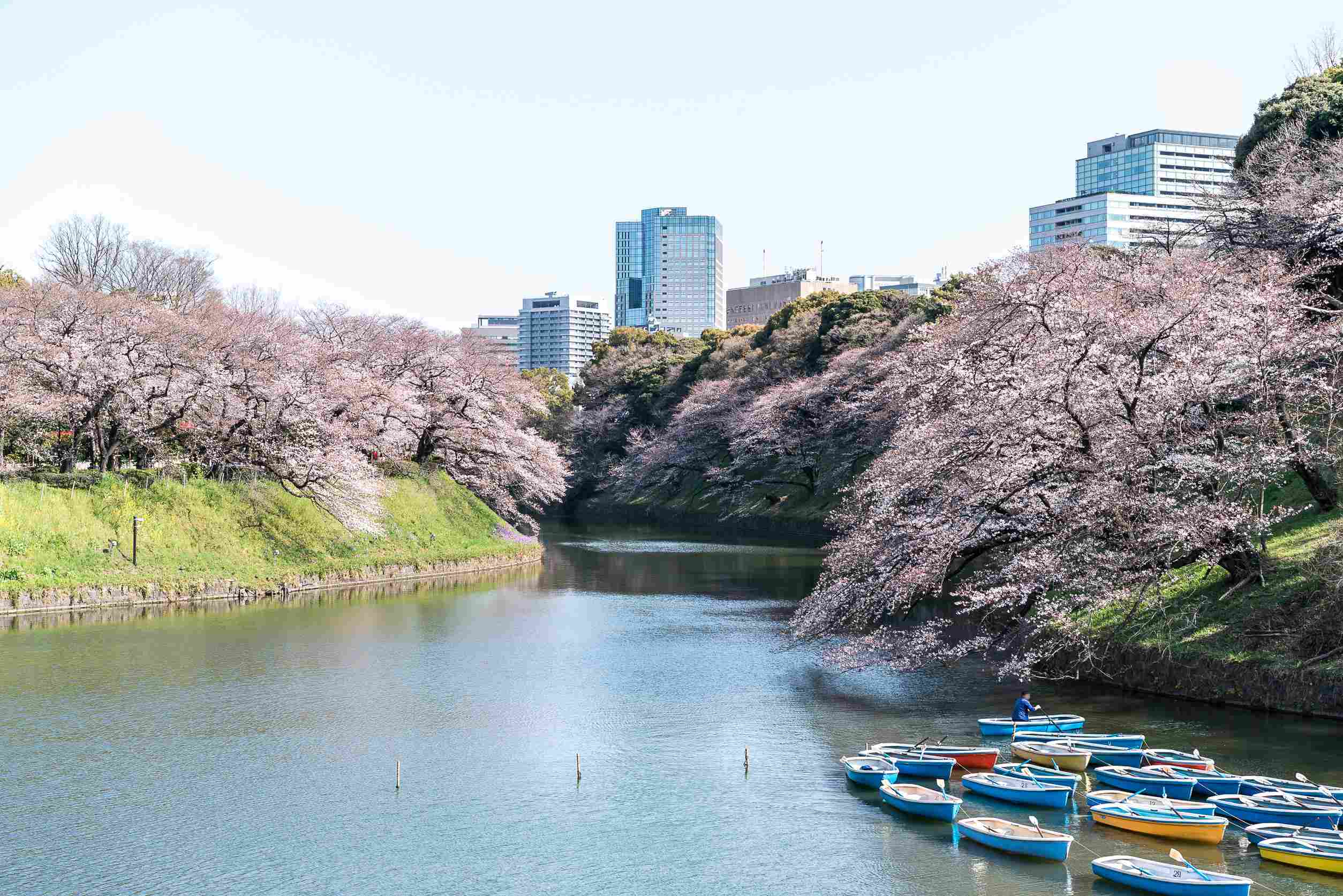 https egypt eta com images cherry blossom at chidori ga fuchi tokyo japan