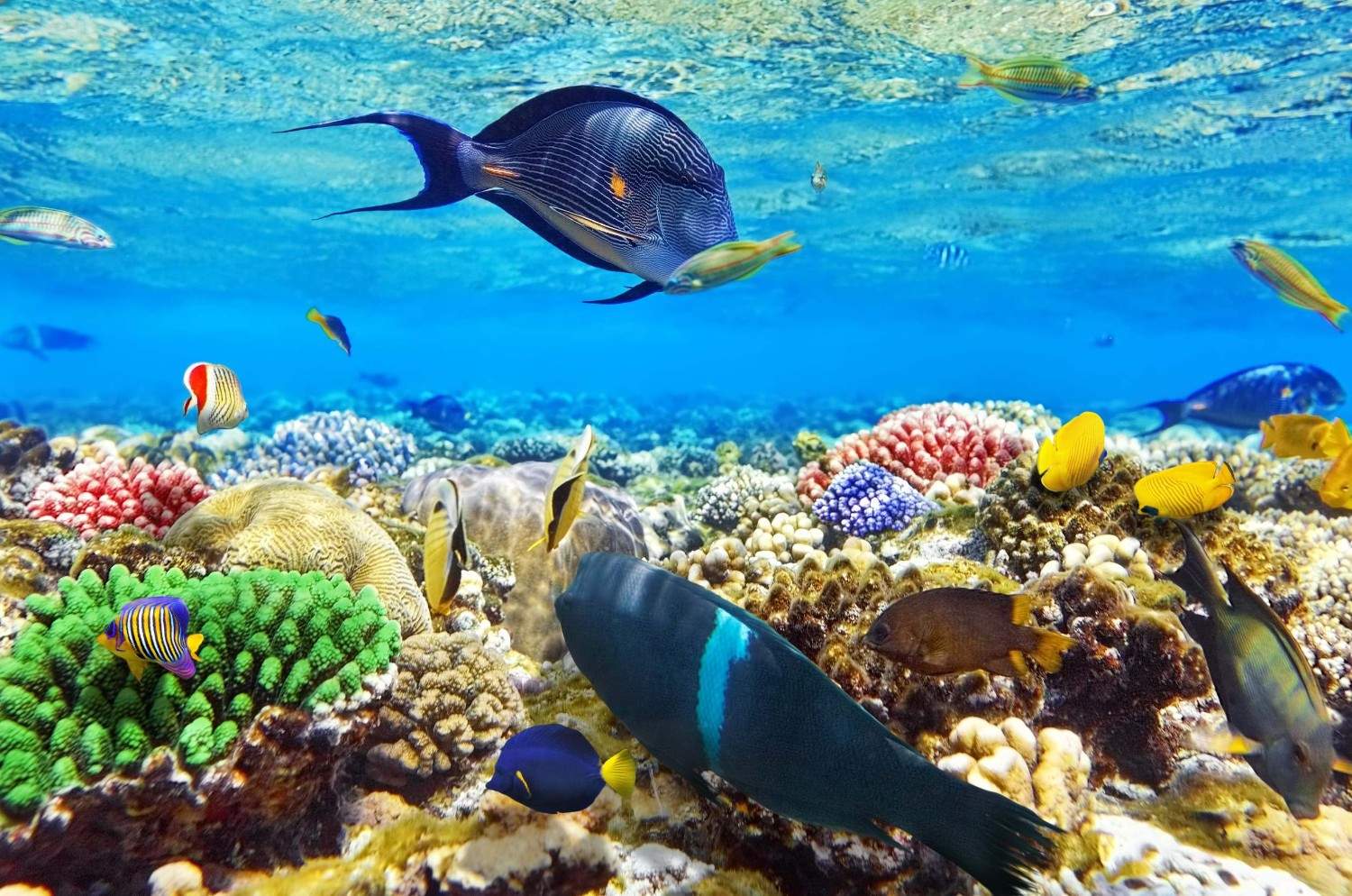 Coral Reefs And Fish In Egypt