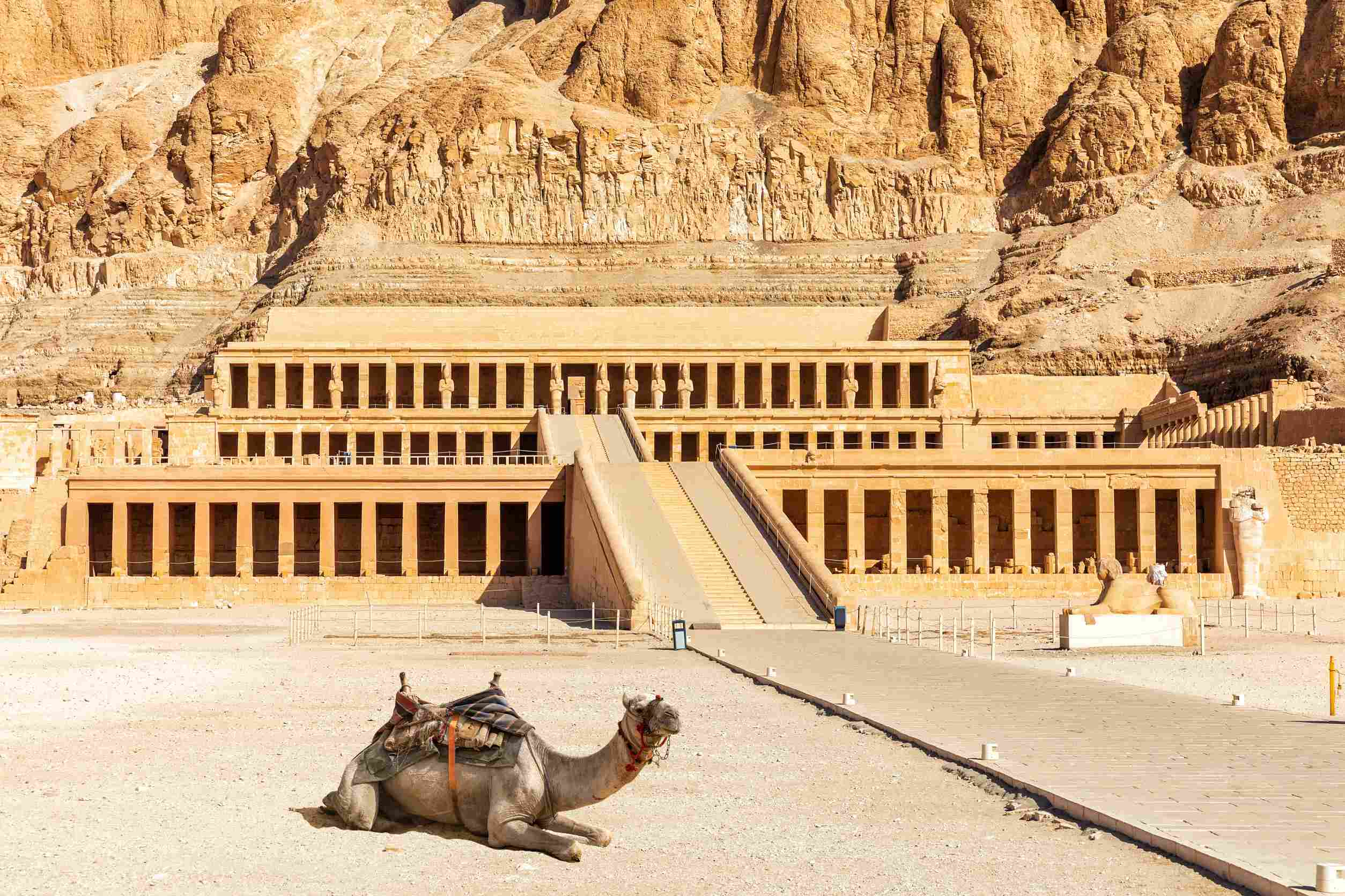 https egypt eta com images cute camel near the mortuary temple of hatshepsut luxor upper egypt