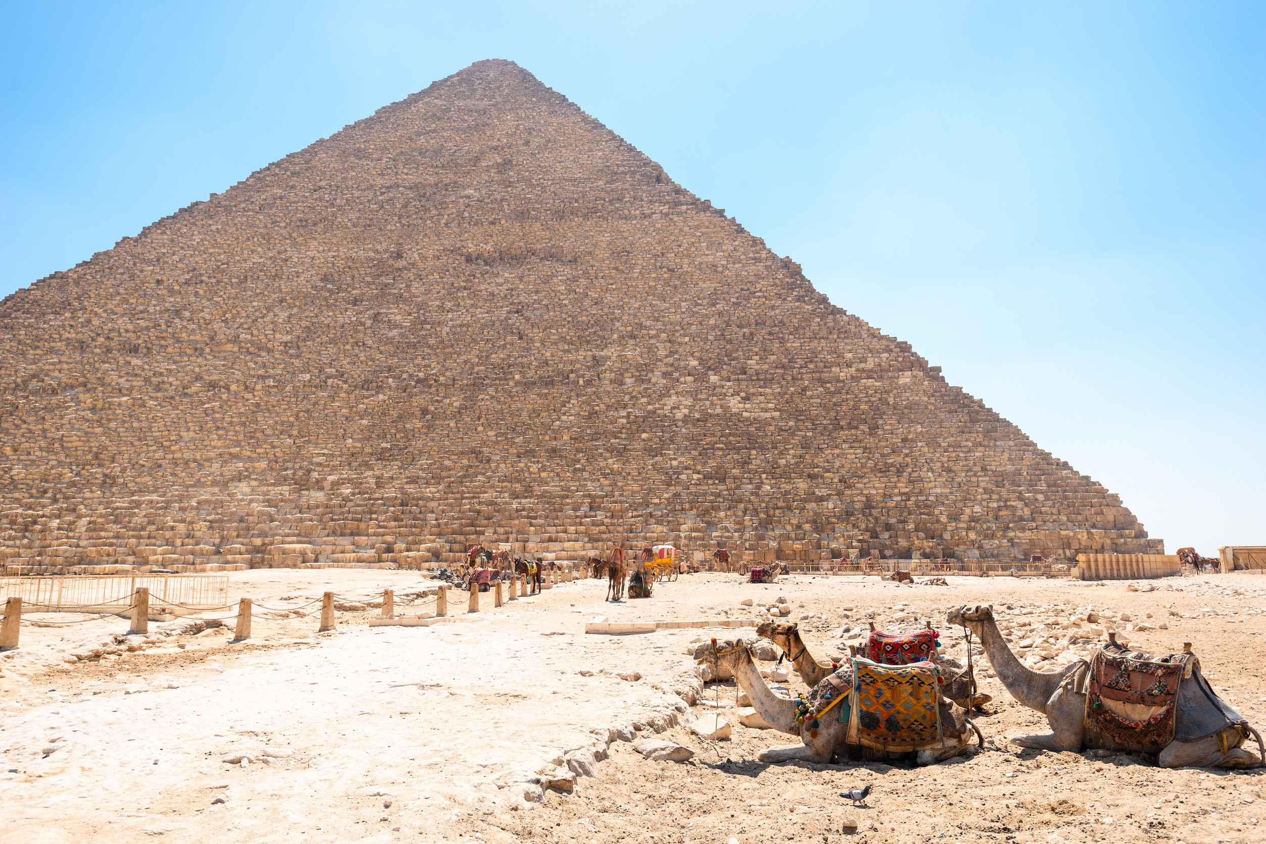 Laden Camels Rest Against The Backdrop Of Egypt S Majestic Cheops Pyramid Under The Scorching Sun