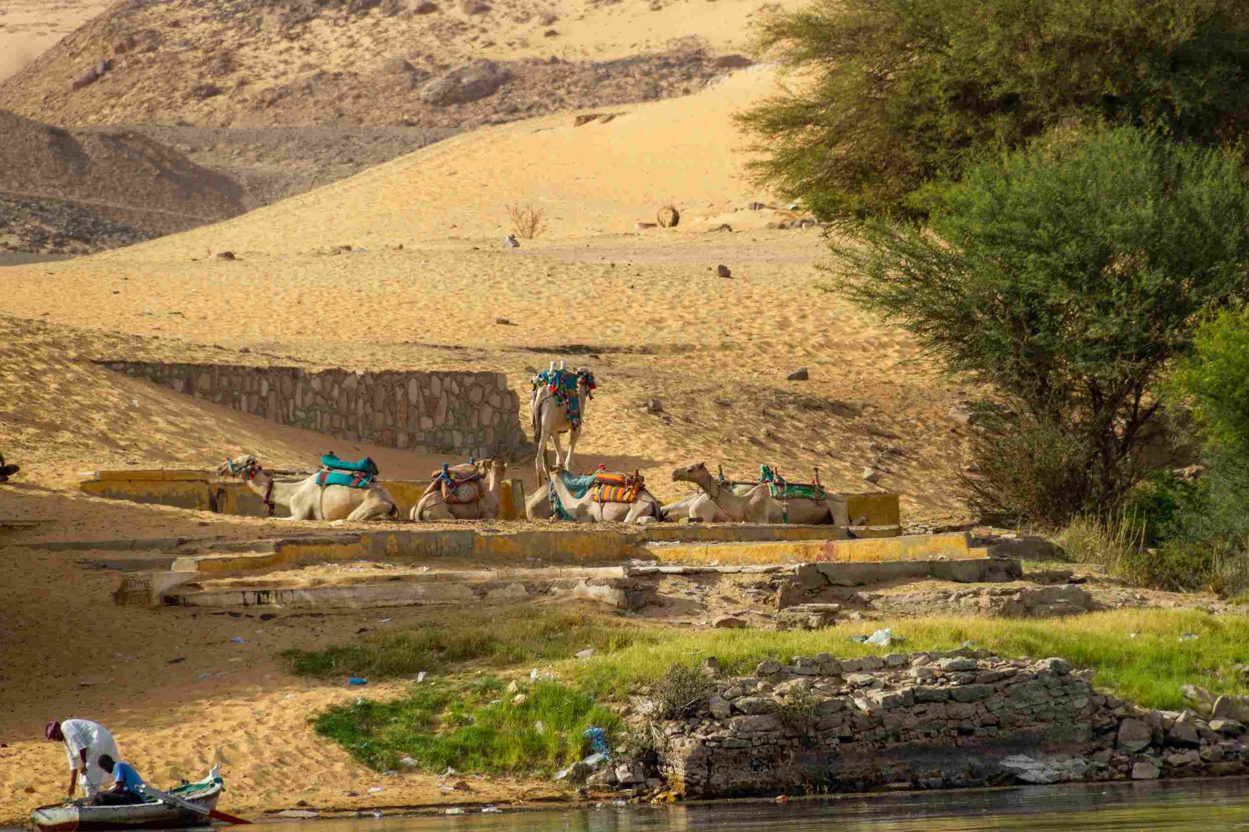 https egypt eta com images near aswan beside the river nile are camels resting it is a way to the sahara desert