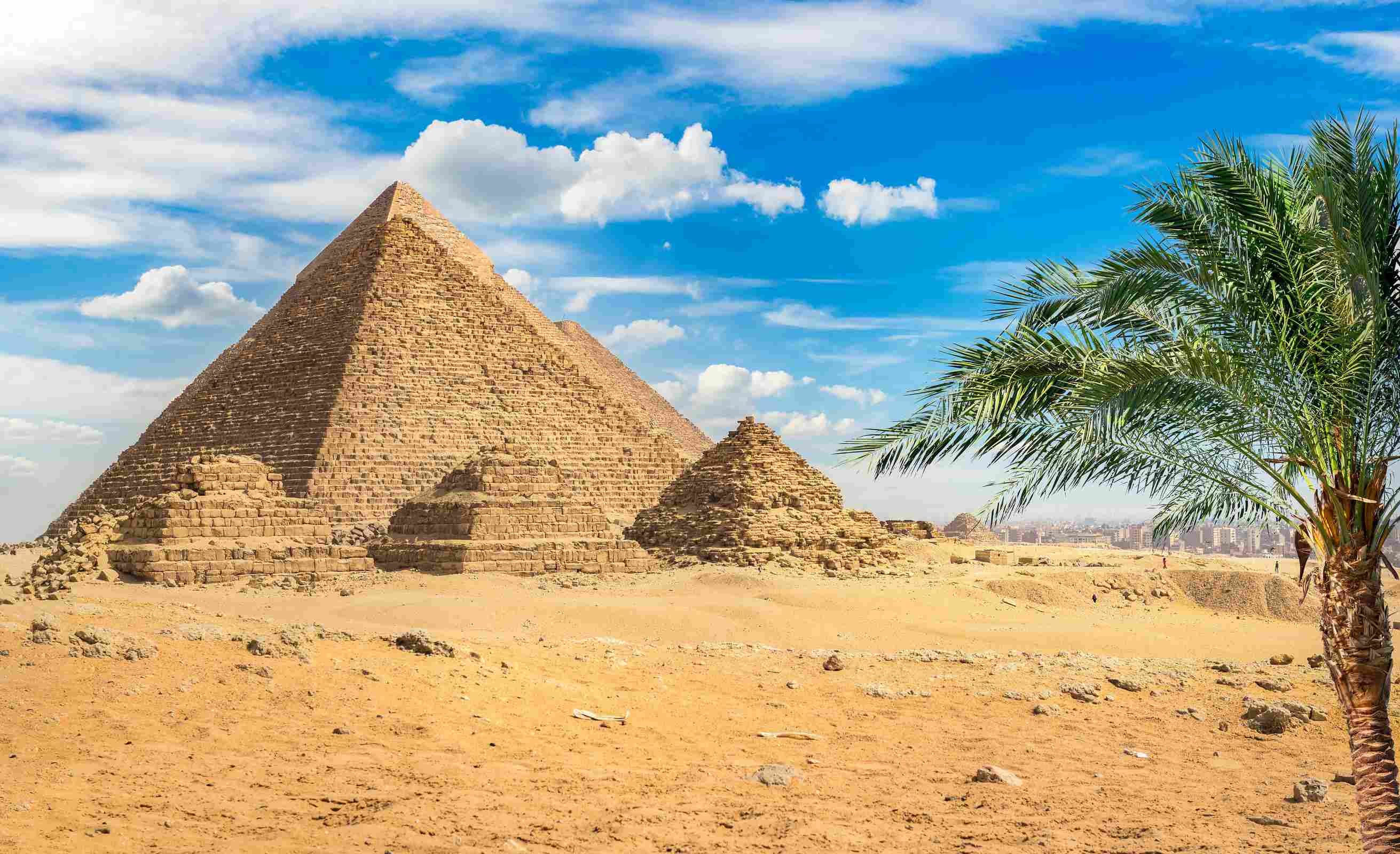 https egypt eta com images pyramids and palm in tree