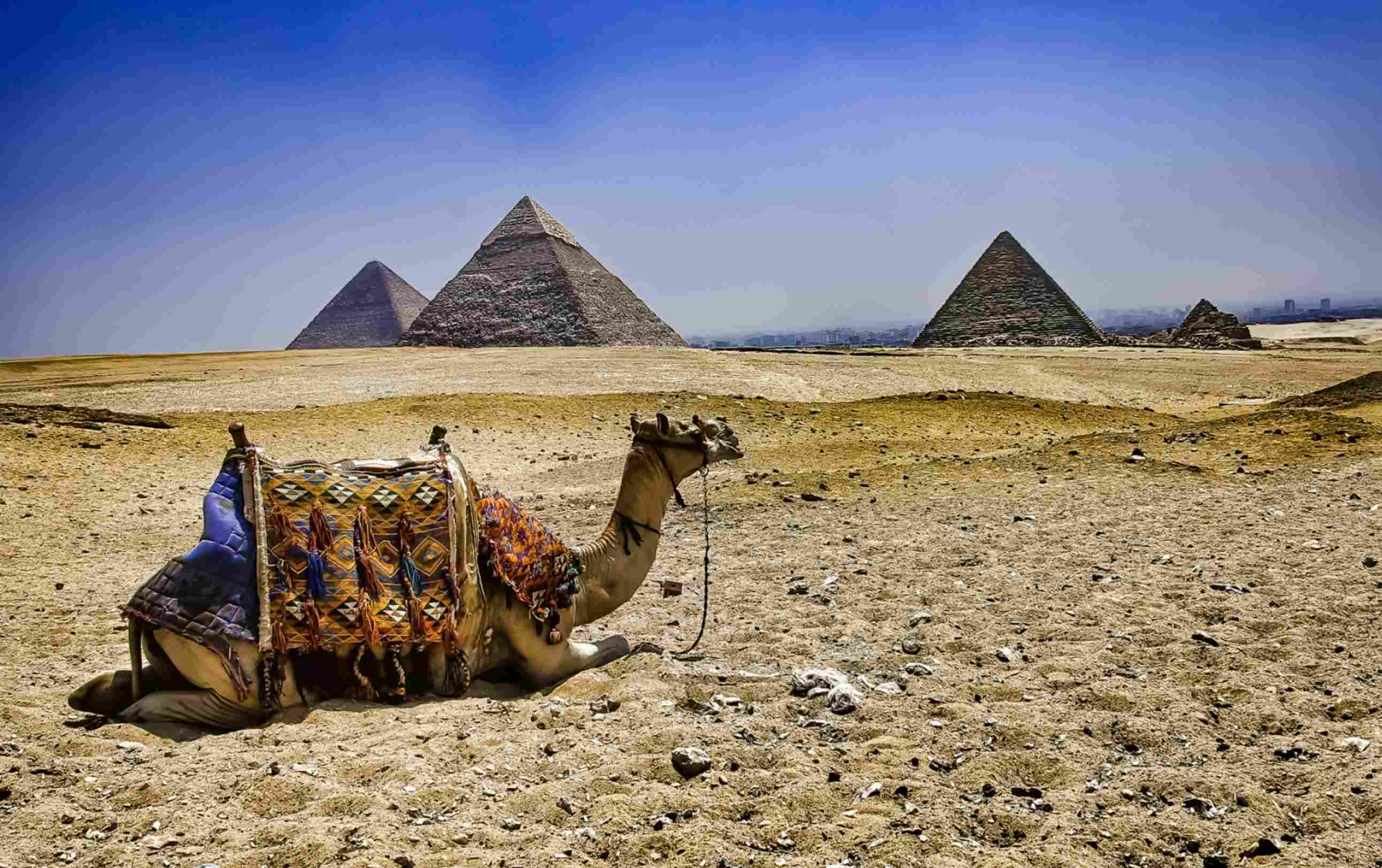 https egypt eta com images the camel lies on the background of the egyptian pyramids egyptian pyramid in giza
