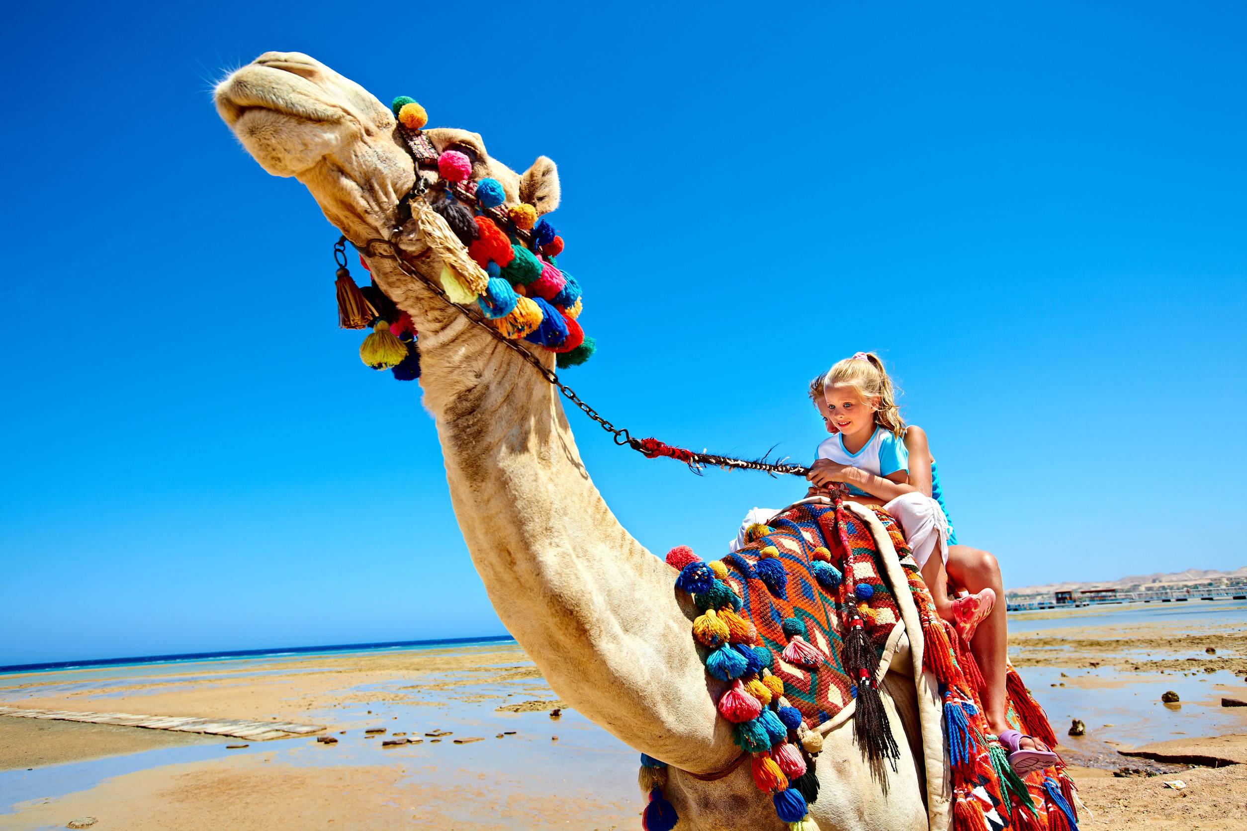 Tourists Children Riding Camel On The Beach Of Egypt Sharpness On A Camel